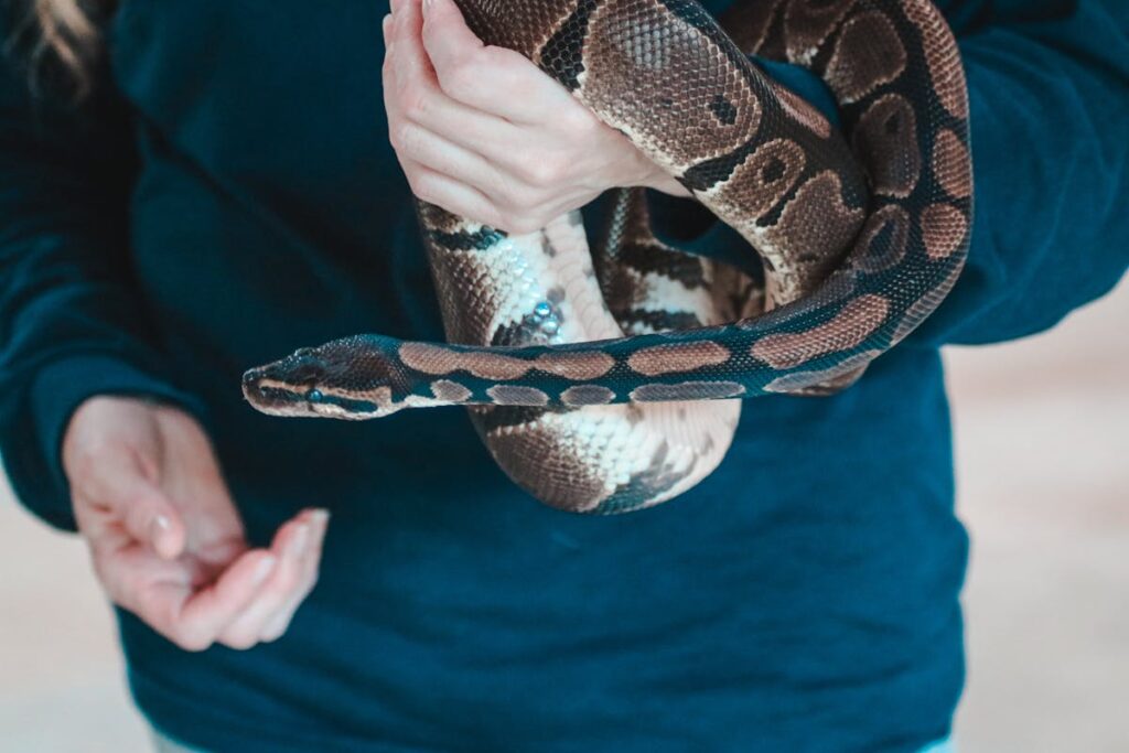 5 największych mitów o hodowli węży — co naprawdę jest prawdą?