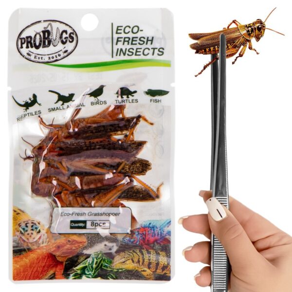 ProBugs Eco-Fresh Grasshopper 8pcs - świeże koniki polne — zdjęcie 2