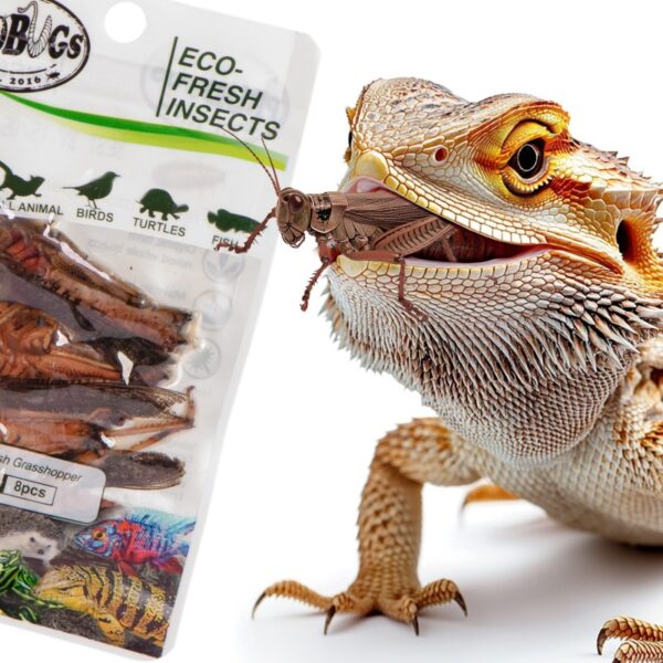 ProBugs Eco-Fresh Grasshopper 8pcs - świeże koniki polne — zdjęcie 4